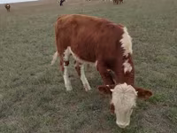 Boğa, Simmental cattle — foto 6