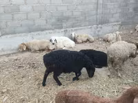 Sheep, Sheep — photo 4