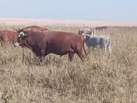 گاو نر, Swiss cattle — عکس 1