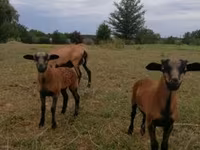 Ovca, Cameroon sheep — fotografija 1