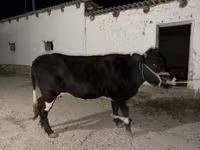 Mucca, Latvian Blue cattle — foto 3