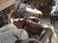 میش, Cameroon sheep — عکس 1