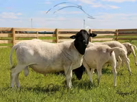 Ram, Dorper sheep — photo 1