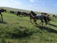 კვიცი, Kazakh horse — ფოტო 6