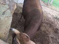 Banteng, Cattle — foto 3