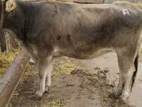گاو ماده, Swiss cattle — عکس 1