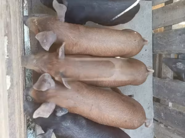 母猪, Pigs