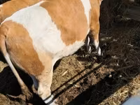 Kuh, Simmental cattle — Foto 1