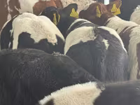 Bovini (lotto, sesso non specificato), Simmental cattle — foto 4