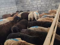 Kambing betina, Sheep — foto 3