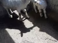 Cabra, Cabras — foto 5