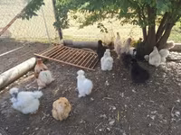 Chickens — sawirka 1