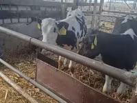 ხარი, Russian Black pied cattle — ფოტო 4