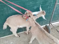 بز (گروه، جنسیت مشخص نشده), Alpine goat — عکس 6