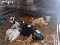 گاو نر, Russian Black pied cattle — عکس 3