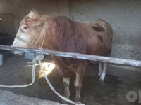 Bulle, Limousin-Kuh — Foto 1