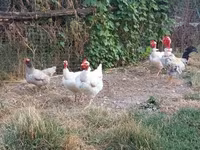Chickens — 4. fotó