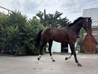 Kůň, Thoroughbred horse — foto 3