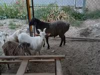 قوچ, گوسفند — عکس 2