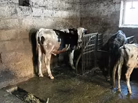 Dibi, Holstein breed — sawirka 4