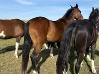 Iapă, Dutch warmblood horse — foto 4