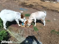 بز ماده, بز — عکس 6