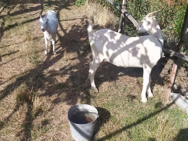 ፍየል, LaMancha goats