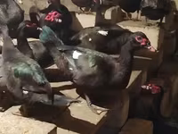 Ducks — zdjęcie 8