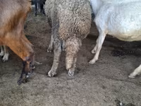 Bagge, Baerchuke sheep — foto 3