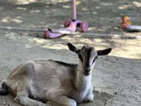 Capra, Saanen goat — foto 7