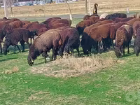 मेढ़ा, Hissar sheep — फ़ोटो 2