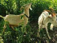 Koza, Saanen goat — foto 6
