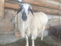 Ram, Schapen — foto 4