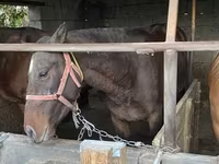 Kůň, Kazakh horse — foto 4