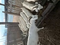 Kambing betina, Goats — foto 1