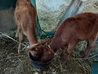 Sığır (parti, cinsiyet belirtilmedi), Sığır — foto 1