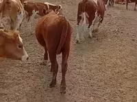 Бұқа, Ірі қара — 4-сурет