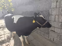 Cow, Russian Black pied cattle — photo 3