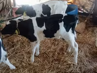 Bou, Russian Black pied cattle — foto 2