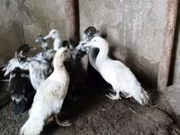 Ducks — รูปภาพ 4