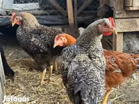 Chickens — foto 3
