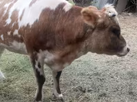 Lembu jantan, Cattle — foto 2