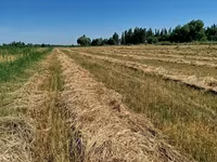 Продаётся 238 тюков клевера и разнотравья. Самовывоз с поля. Цена — عکس 2