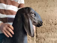 Berbec, Arashan sheep — foto 2