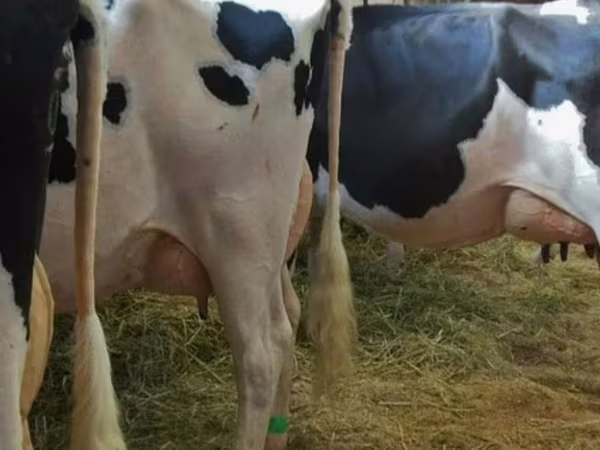 Корова, Russian Black pied cattle