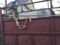 Kuda betina, Horses — foto 3