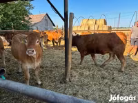 Үнээ, Лимузин үхэр — 4 зураг