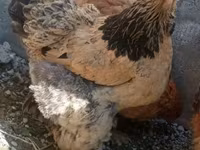 Brahma — photo 1