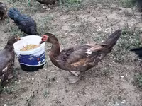Domestic Muscovy — foto 1