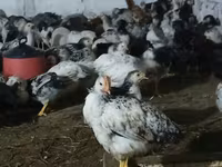 Chickens — ფოტო 1